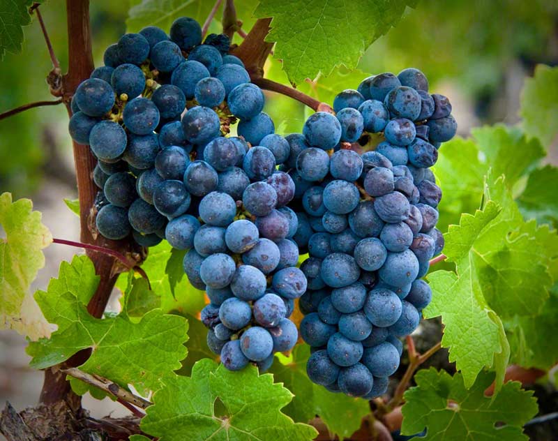 Foto uva  para la elaboración del Cabernet Sauvignon 