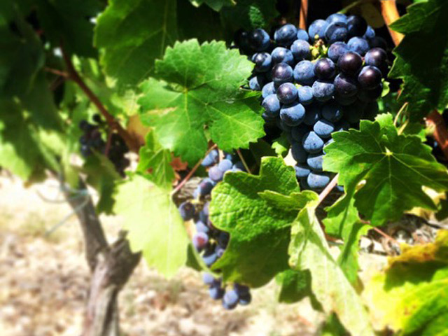 Uva tinta en la vendimia 2015 de bodegas tandem