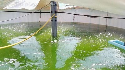 Algas reductoras de gases CO2 para una vendimia SOSTENIBLE, esa es la apuesta de Vinos de Uclés