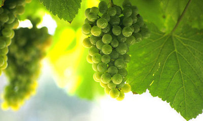 Tipos de uva más consumidos para la elaboración del vino